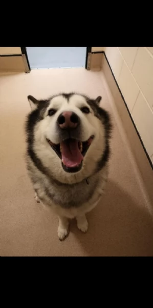 adorabile cucciolo
