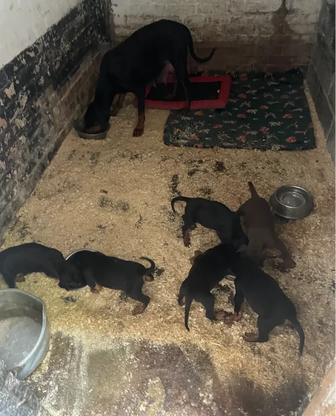 cuccioli di dobermann per ladozione | Foto 1