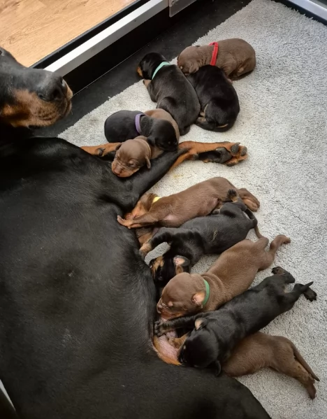 cuccioli di dobermann per ladozione