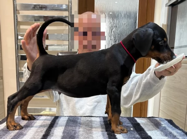 cuccioli di dobermann per ladozione | Foto 2