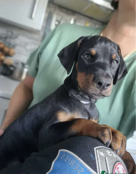 cuccioli di dobermann per ladozione | Foto 1