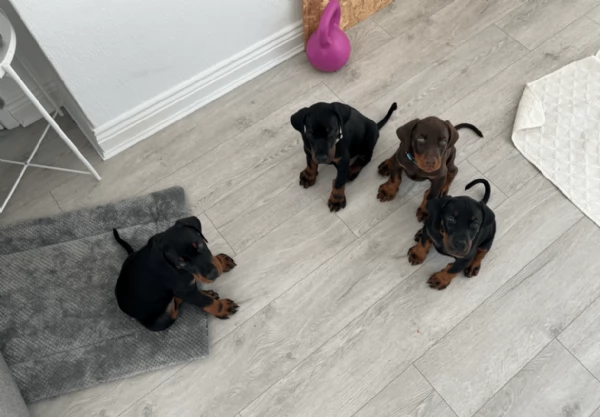 cuccioli di dobermann per ladozione | Foto 0