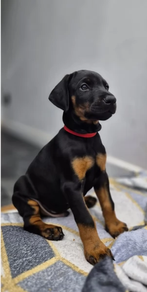 cuccioli di dobermann per ladozione