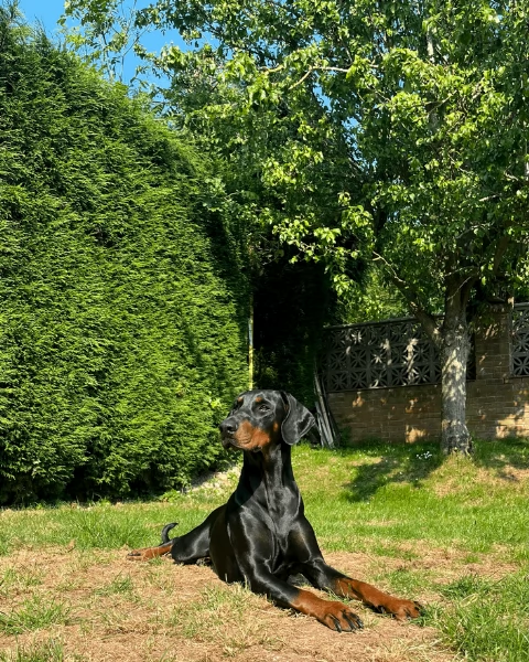 cuccioli di dobermann per ladozione | Foto 6