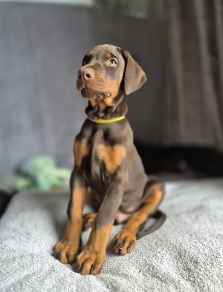 cuccioli di dobermann per ladozione | Foto 4