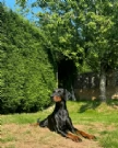 cuccioli di dobermann per ladozione | Foto 1