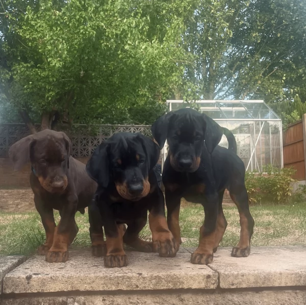 cuccioli di dobermann per ladozione | Foto 2