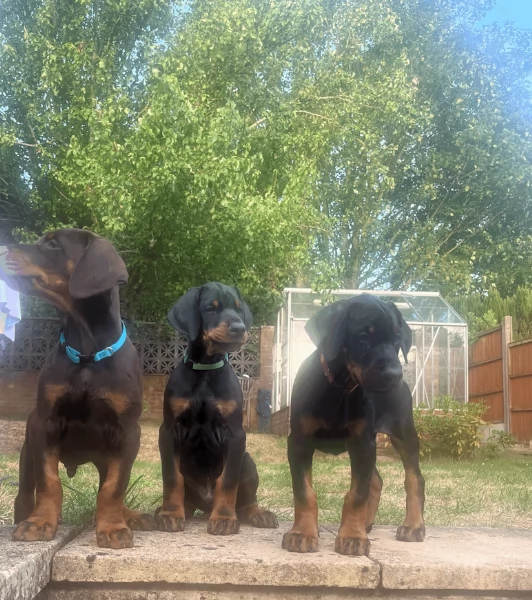 cuccioli di dobermann per ladozione | Foto 0