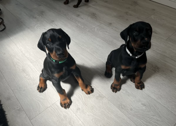 cuccioli di dobermann per ladozione