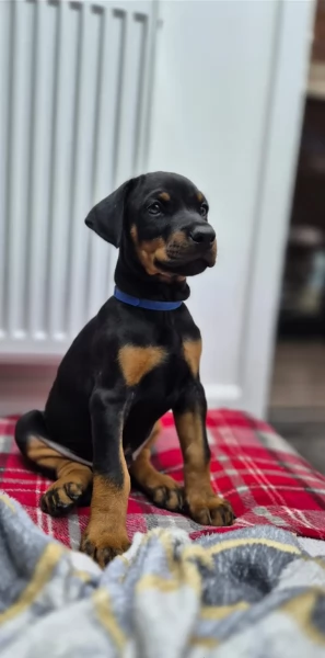 cuccioli di dobermann per ladozione