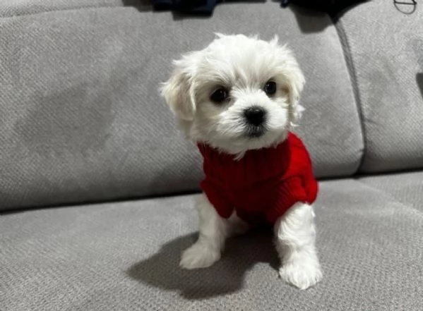  dimensione pi piccola cuccioli di Maltese per ladozione | Foto 5