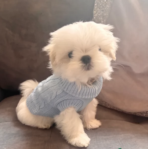  dimensione pi piccola cuccioli di Maltese per ladozione | Foto 3