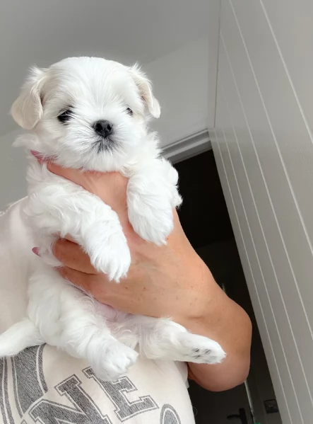  dimensione pi piccola cuccioli di Maltese per ladozione | Foto 3