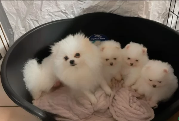 cuccioli di pomerania di piccola taglia toy in adozione