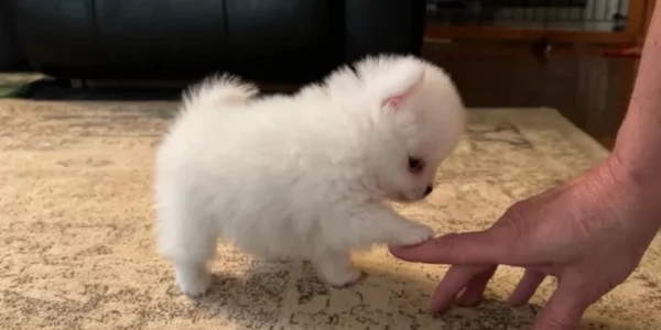 cuccioli di pomerania di piccola taglia toy in adozione | Foto 4