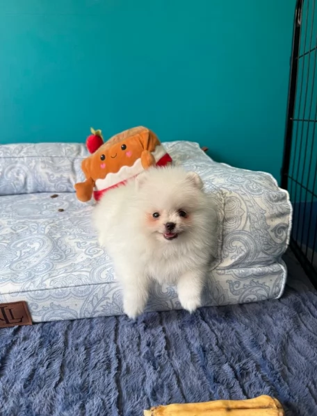 cuccioli di pomerania di piccola taglia toy in adozione | Foto 6