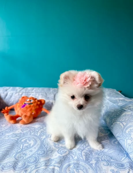 cuccioli di pomerania di piccola taglia toy in adozione | Foto 2