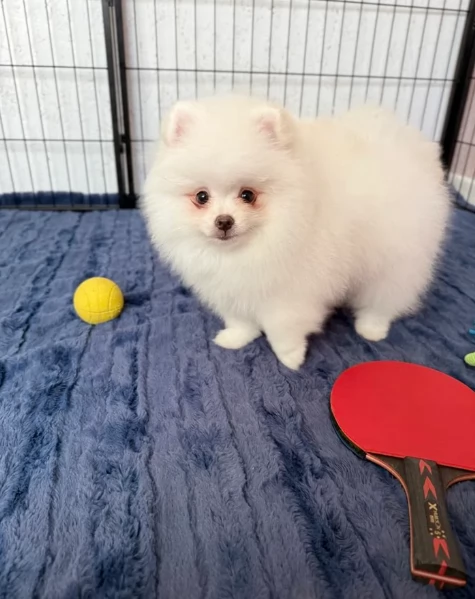cuccioli di pomerania di piccola taglia toy in adozione | Foto 1