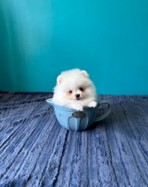 cuccioli di pomerania di piccola taglia toy in adozione | Foto 0