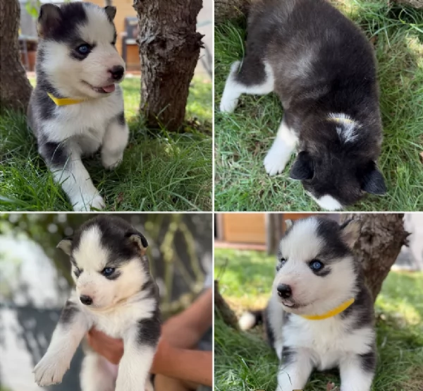 CUCCIOLI DI SIBERIAN HUSKY ALLEVATI CON AMORE per adozione | Foto 2