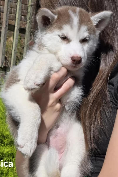 CUCCIOLI DI SIBERIAN HUSKY ALLEVATI CON AMORE per adozione | Foto 1