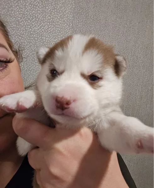 CUCCIOLI DI SIBERIAN HUSKY ALLEVATI CON AMORE per adozione | Foto 4