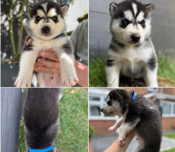 CUCCIOLI DI SIBERIAN HUSKY ALLEVATI CON AMORE per adozione | Foto 0