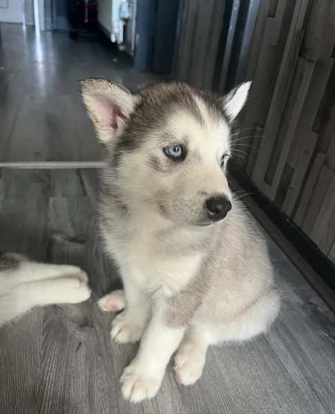 CUCCIOLI DI SIBERIAN HUSKY ALLEVATI CON AMORE per adozione | Foto 0