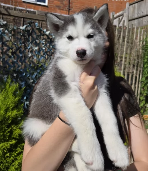 CUCCIOLI DI SIBERIAN HUSKY ALLEVATI CON AMORE per adozione