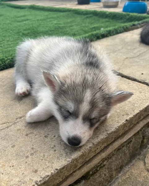 CUCCIOLI DI SIBERIAN HUSKY ALLEVATI CON AMORE per adozione | Foto 5