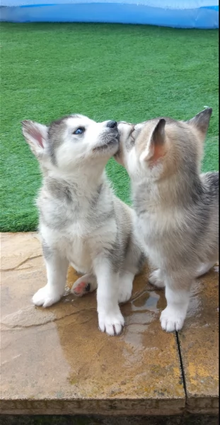 CUCCIOLI DI SIBERIAN HUSKY ALLEVATI CON AMORE per adozione | Foto 4