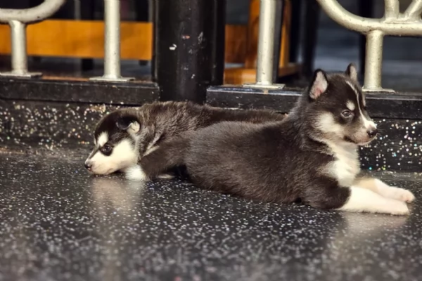CUCCIOLI DI SIBERIAN HUSKY ALLEVATI CON AMORE per adozione | Foto 0