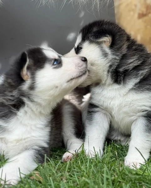CUCCIOLI DI SIBERIAN HUSKY ALLEVATI CON AMORE per adozione