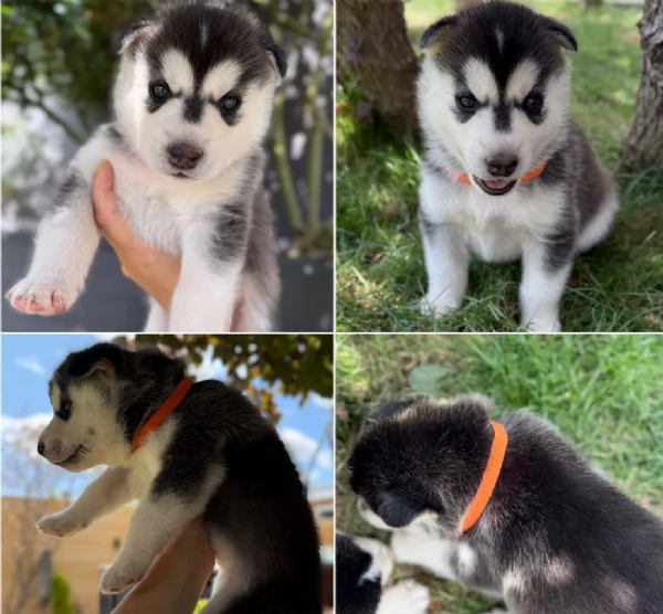 CUCCIOLI DI SIBERIAN HUSKY ALLEVATI CON AMORE per adozione | Foto 0