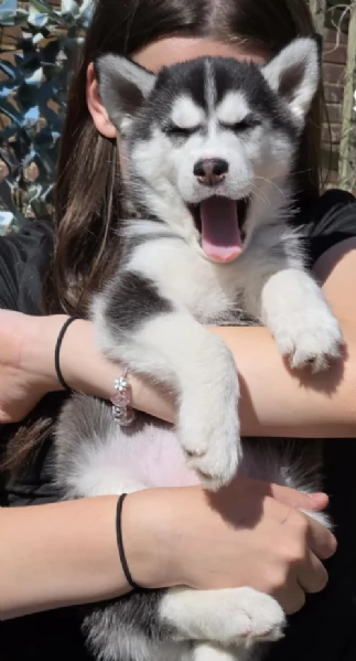 CUCCIOLI DI SIBERIAN HUSKY ALLEVATI CON AMORE per adozione | Foto 3