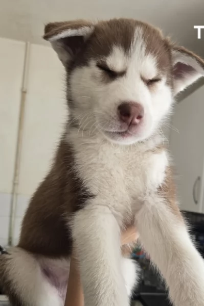 CUCCIOLI DI SIBERIAN HUSKY ALLEVATI CON AMORE per adozione | Foto 1
