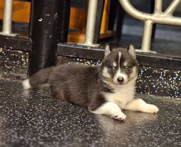 CUCCIOLI DI SIBERIAN HUSKY ALLEVATI CON AMORE per adozione | Foto 1
