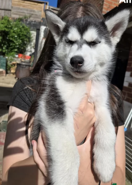 CUCCIOLI DI SIBERIAN HUSKY ALLEVATI CON AMORE per adozione | Foto 3