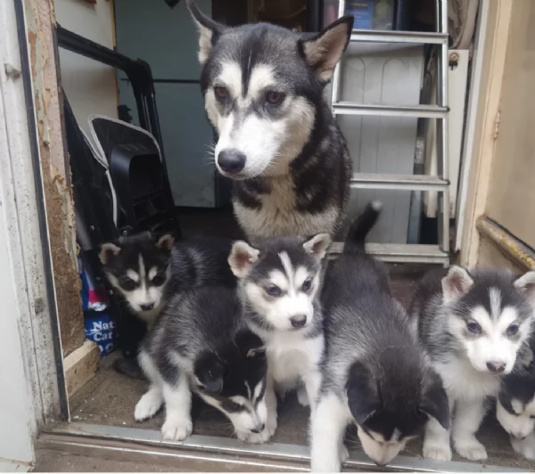 CUCCIOLI DI SIBERIAN HUSKY ALLEVATI CON AMORE per adozione