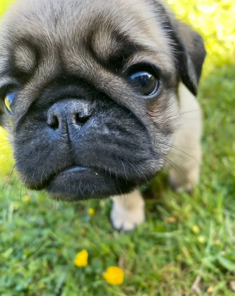 meraviglioso cuccioli Carlino per adozione | Foto 4