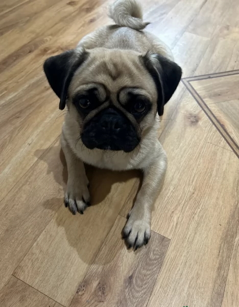 meraviglioso cuccioli Carlino per adozione | Foto 3