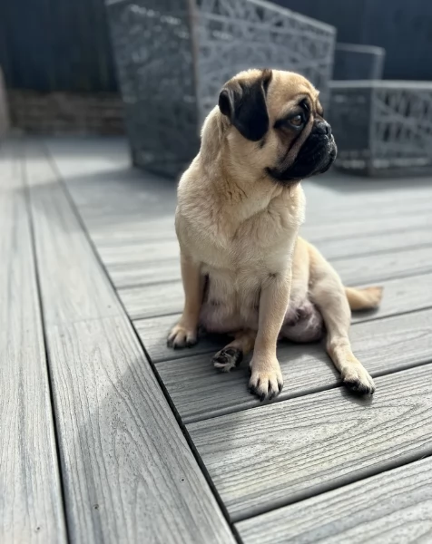 meraviglioso cuccioli Carlino per adozione | Foto 2