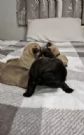 meraviglioso cuccioli Carlino per adozione | Foto 4