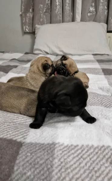 meraviglioso cuccioli Carlino per adozione | Foto 3