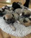 meraviglioso cuccioli Carlino per adozione