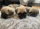 meraviglioso cuccioli Carlino per adozione