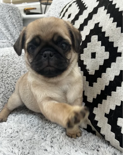 meraviglioso cuccioli Carlino per adozione | Foto 4