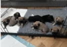 meraviglioso cuccioli Carlino per adozione | Foto 4