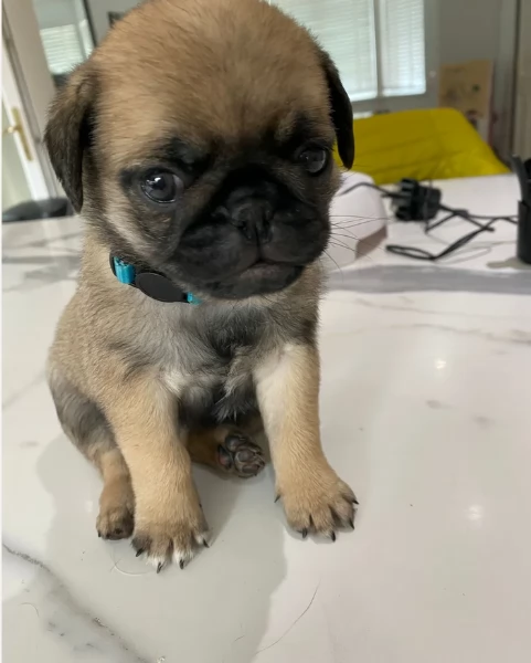 meraviglioso cuccioli Carlino per adozione | Foto 6
