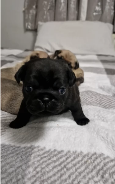 meraviglioso cuccioli Carlino per adozione | Foto 0